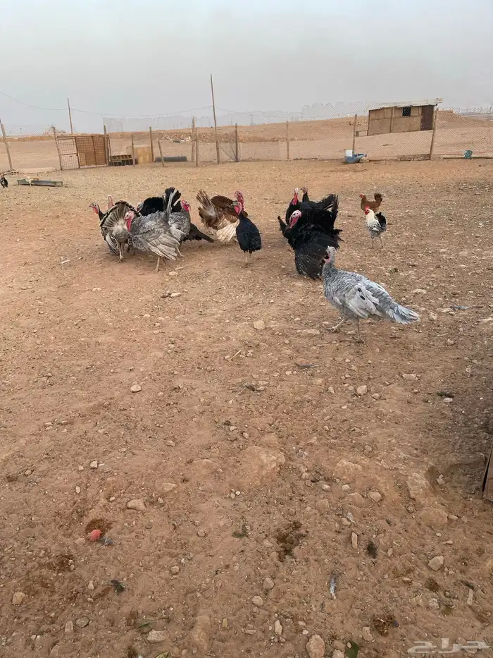 دجاج رومي ودجاج بلدي 0