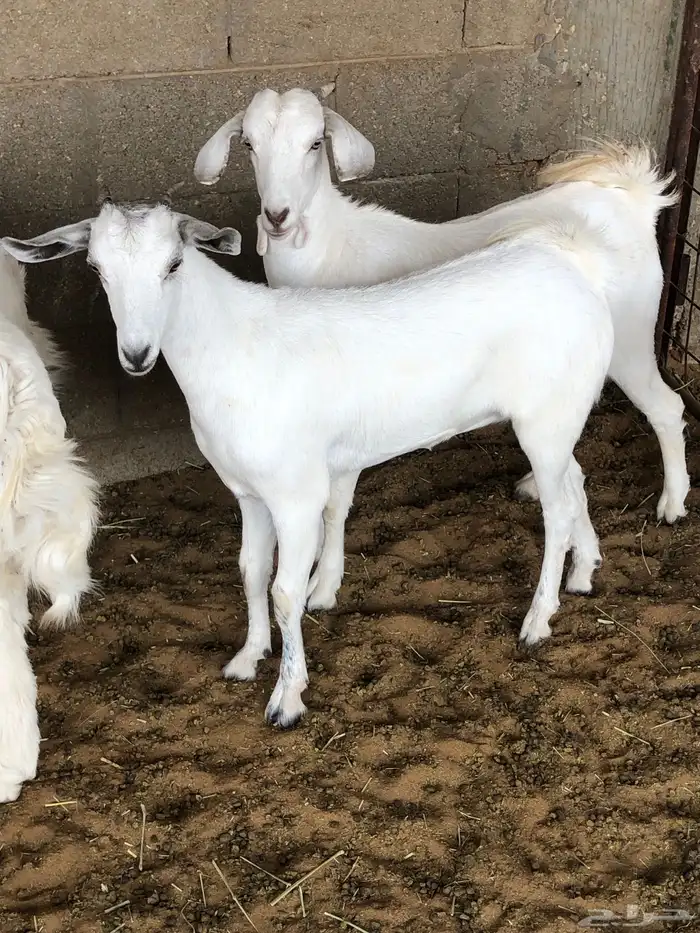 جفار بيشيه 0