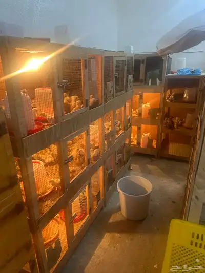 للبيع صيصان ودجاج وبيض بلدي index