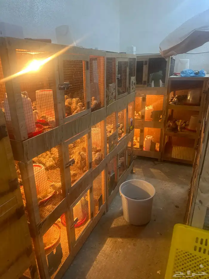 للبيع صيصان ودجاج وبيض بلدي 2