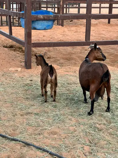 جفره قزمية index