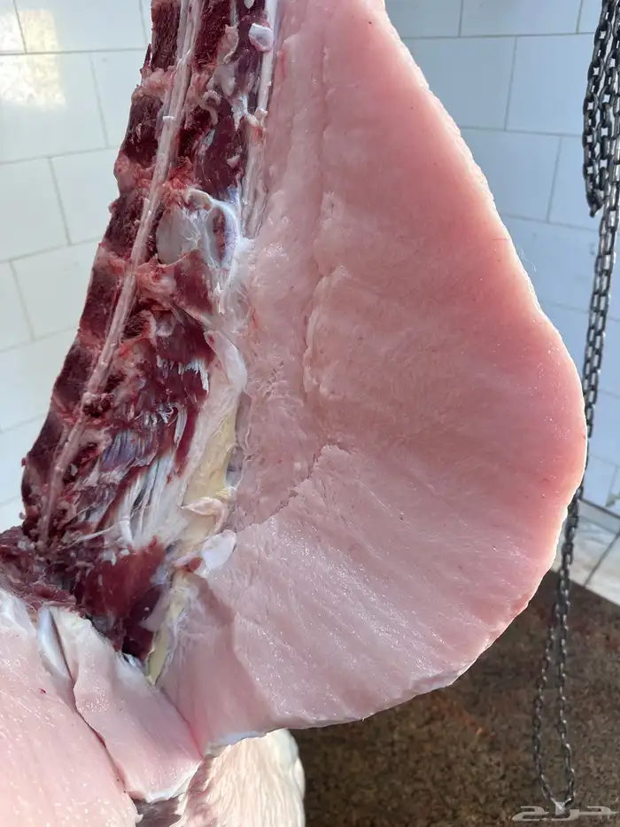 لباني شرط وتحدي مضمون ف الصحن 3