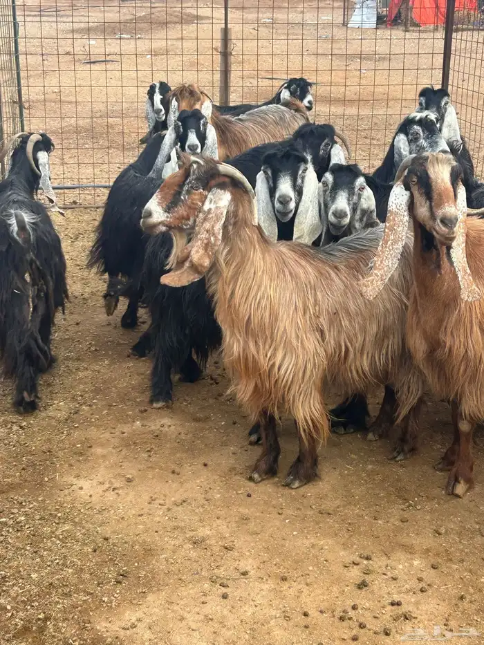 بيع معزا ولد 1