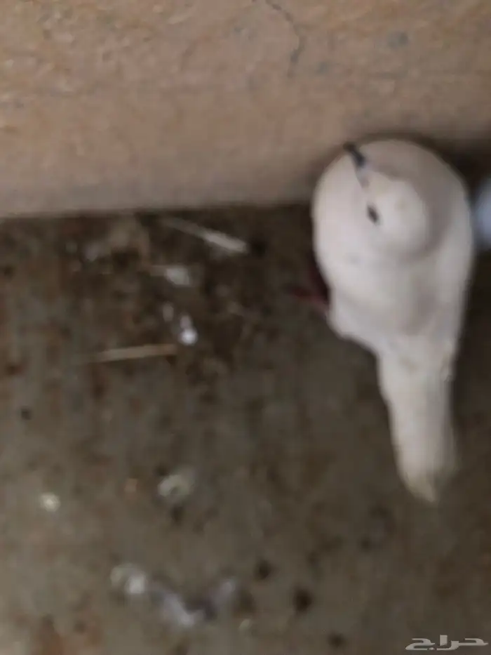 حمام للبيع 0