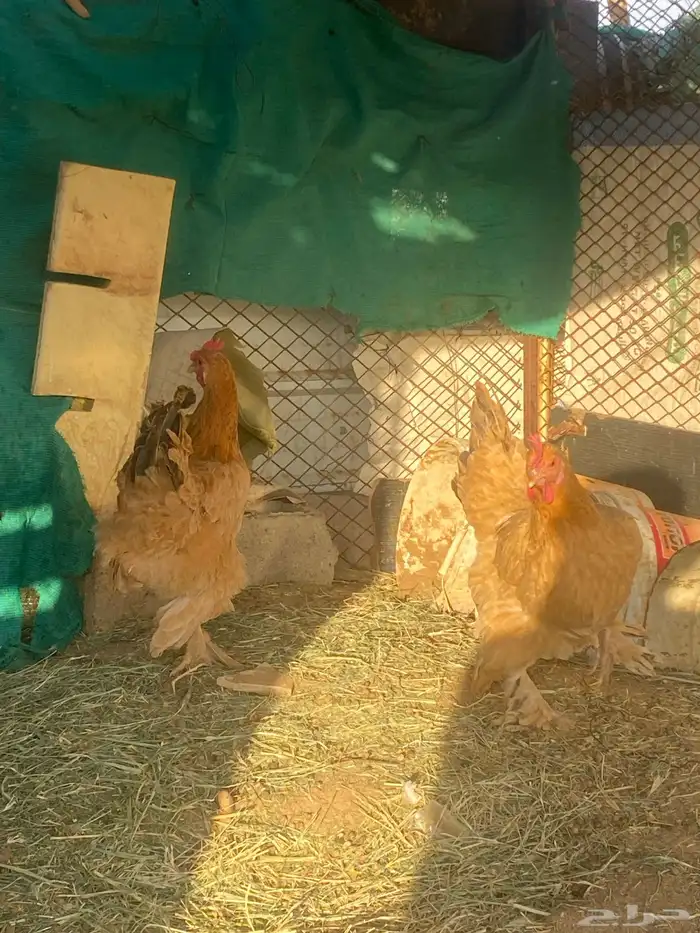 دجاج تركي للبيع بياض شرط 0