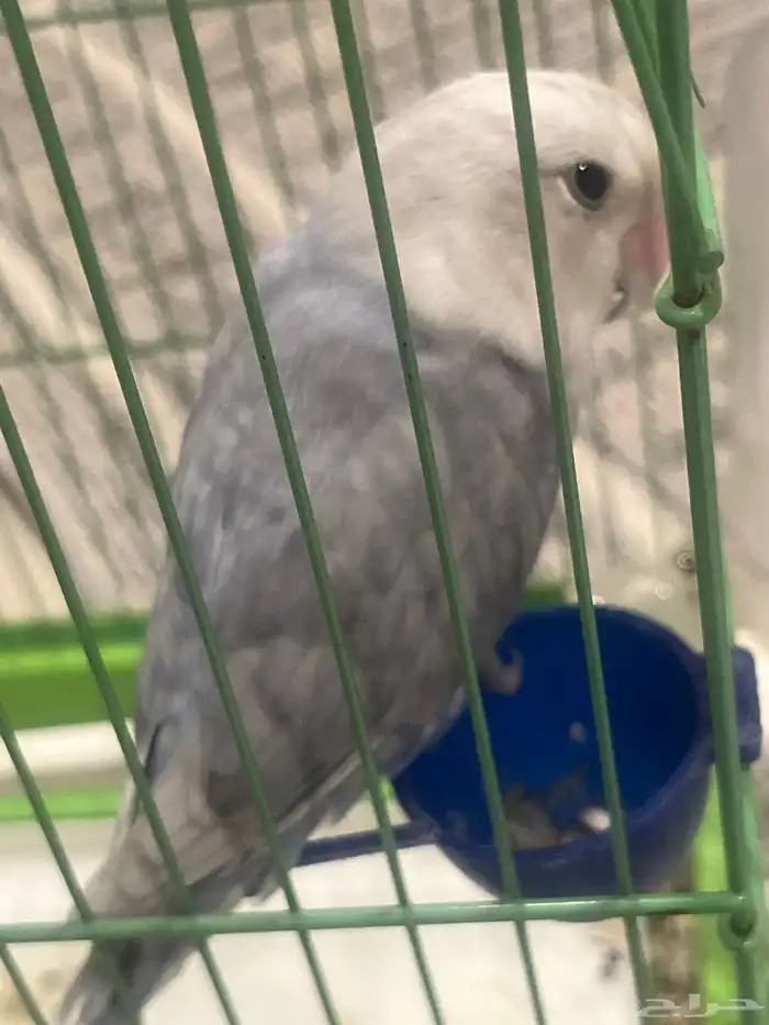 للبيع زوز تربيه يبي تزاوج 2