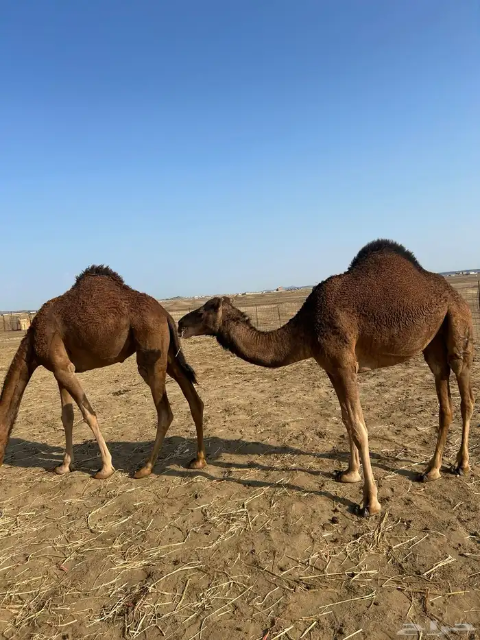 بكار سواحل خوات 3