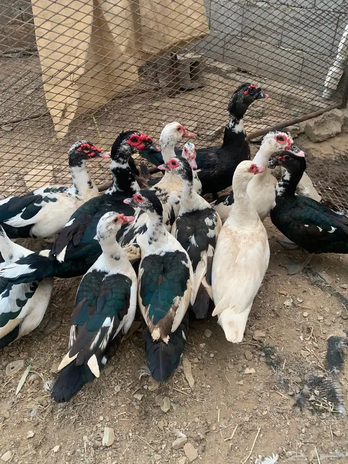 بط العدد 12 ثلاث ذكوره 1