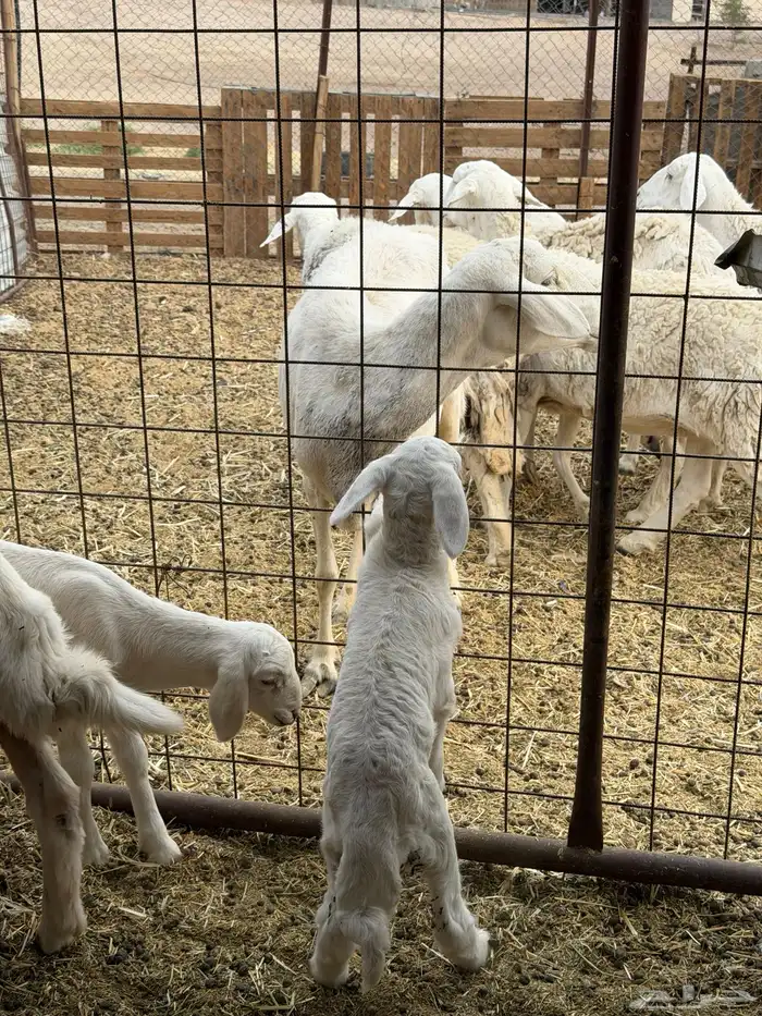 ضان حريات ولد ومضاريع نظيفه الحد 1350 2