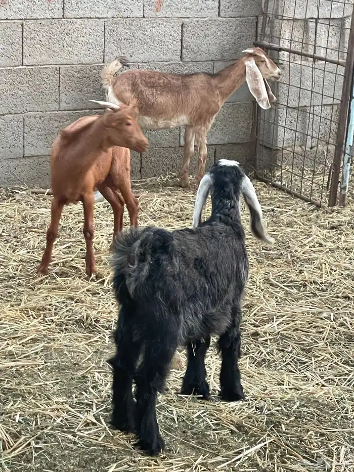 تيوس وجفرات 30