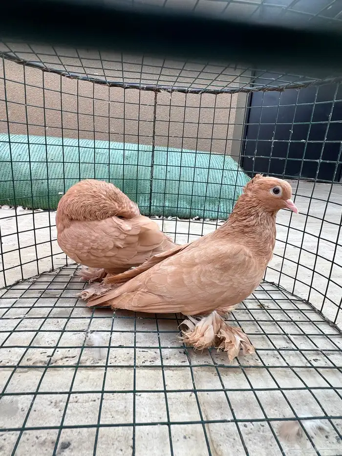 حمام صنعاني 5 ازواج 1