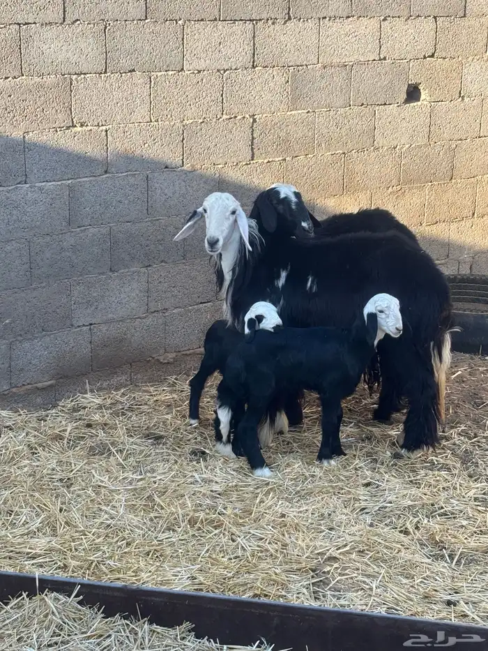 للبيع رخال ثنايا مواليد 3