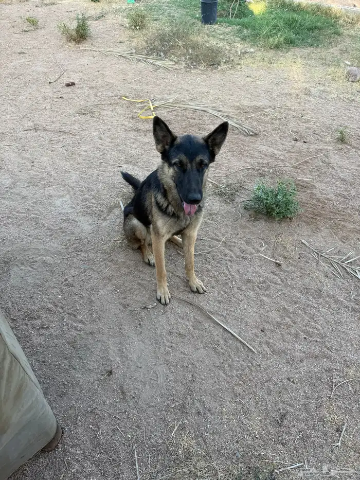 كلب بدون مقابل بشرط 0