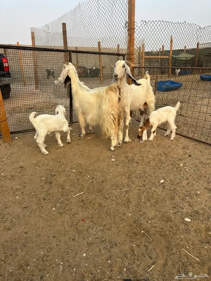 معزاء رغايث مطورات 0