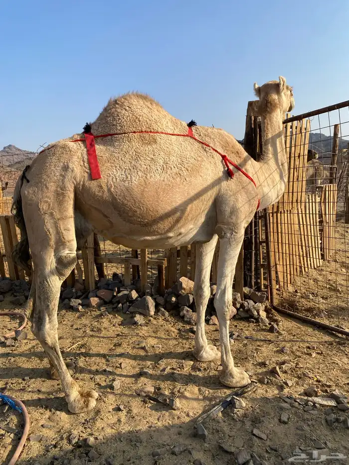 خلفه مصغر منيحه رقم واحد حليب سكر شرط الحد11500 4