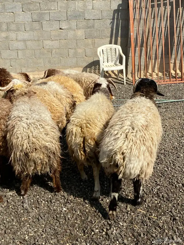 طليان نعيمي جبر ناهي 25