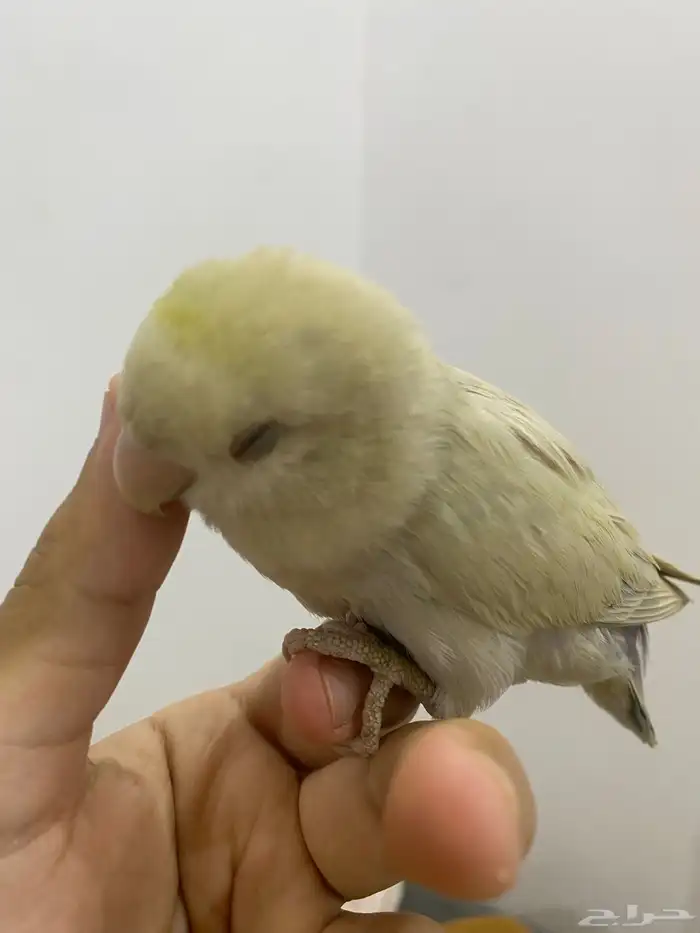 روز أليف جدن 1