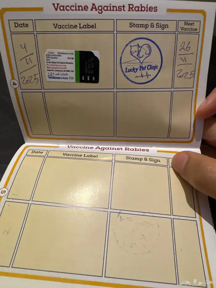 كلب هاسكي للبيع 4