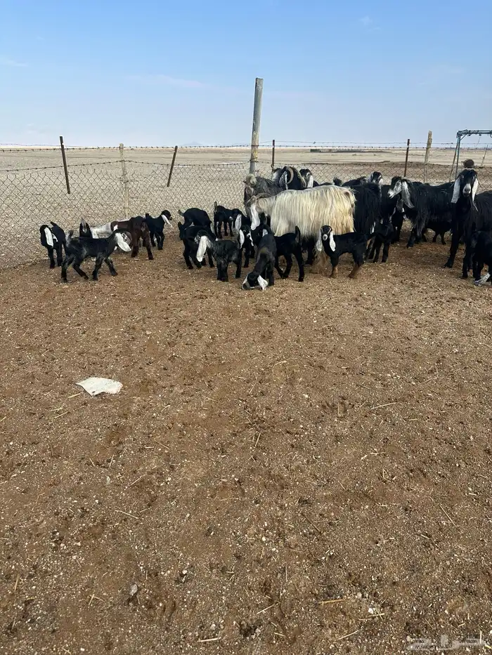 معزا متاومه 0