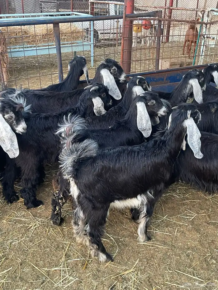 تيوس وجفرات 1