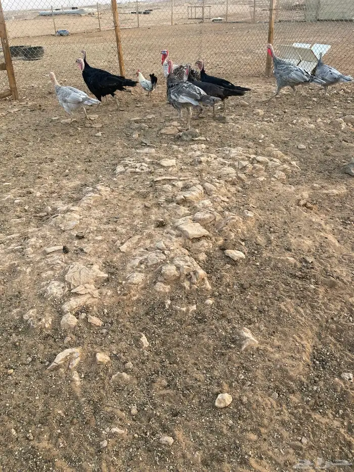 دجاج رومي ودجاج بلدي 2