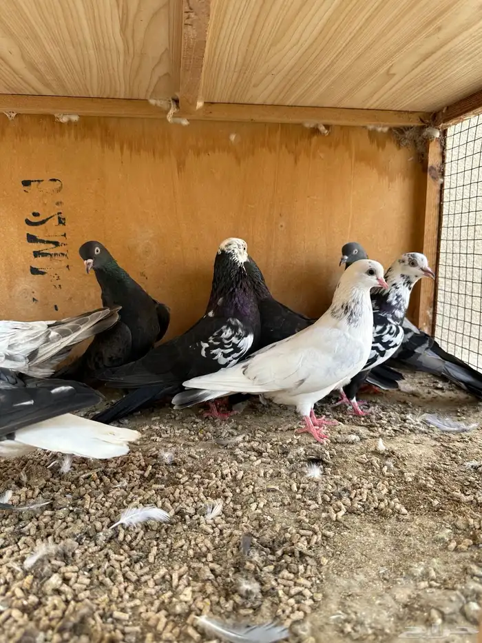 حمام هندي وقطائف 15