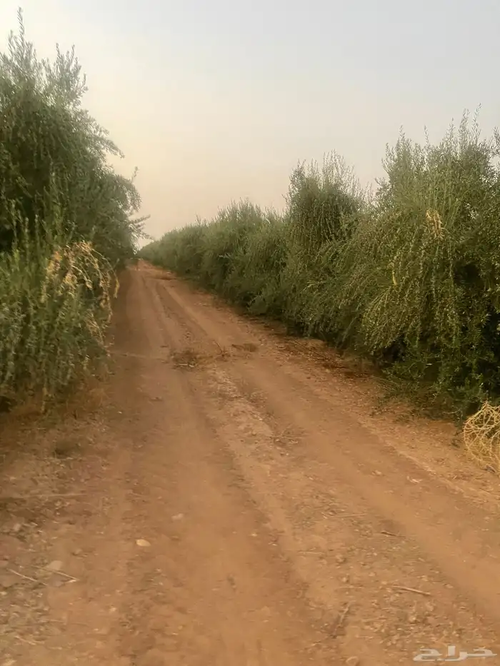 اشجار زيتون مثمرة وشتلات صغيرة 16