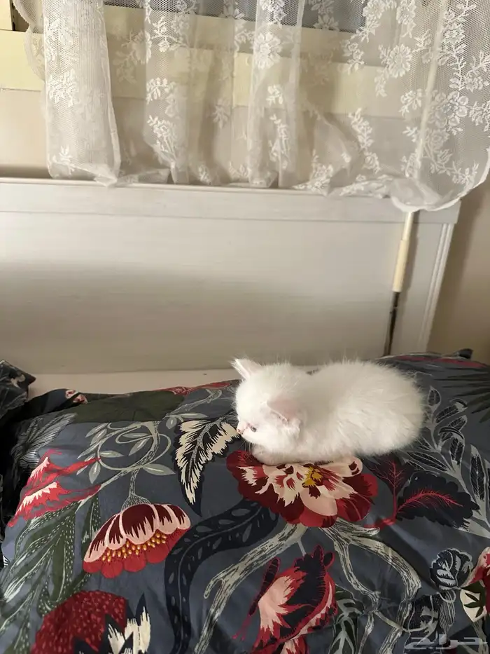قطط للبيع 1