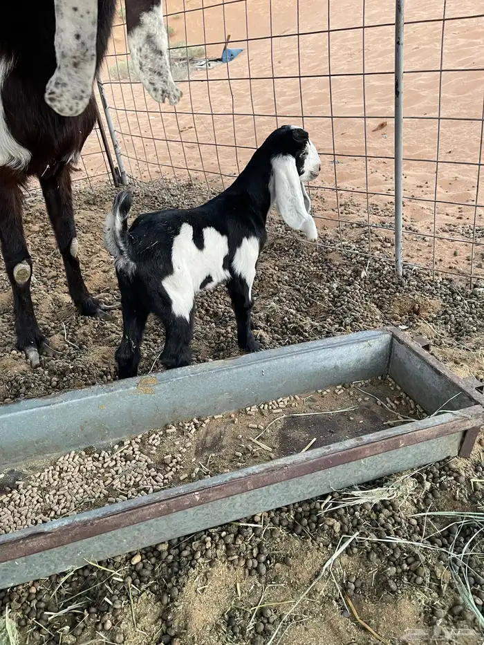 عنز طيبه والد معها تيس 0