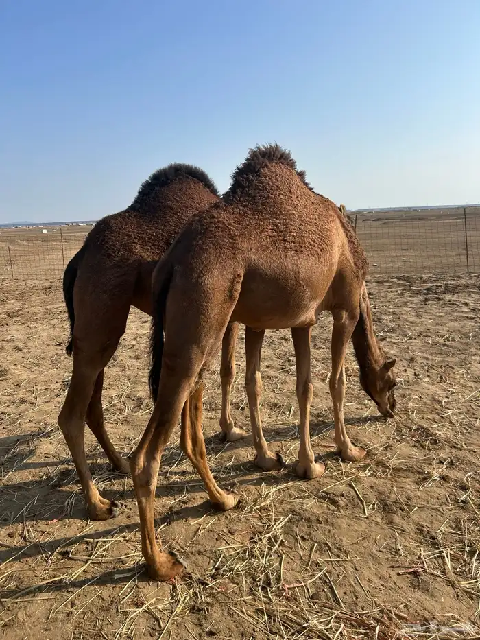 بكار سواحل خوات 7