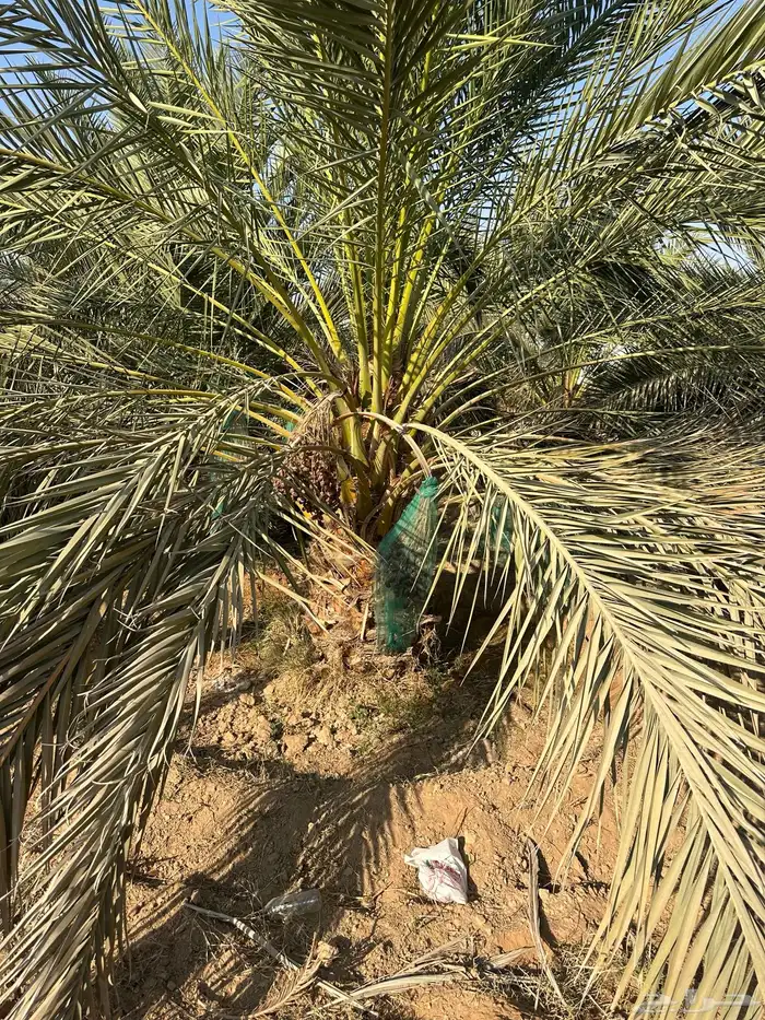 نخل لبيع انواع نادره 3