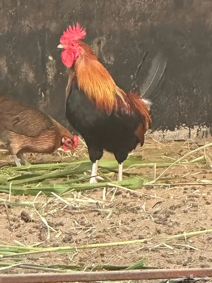 ديك عربي ترثه 1