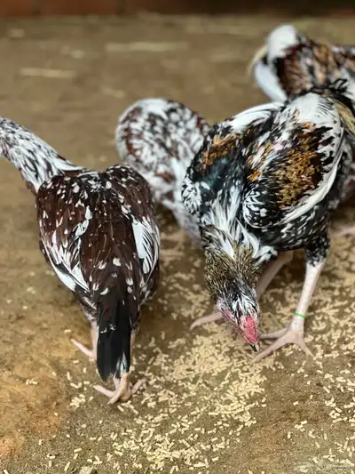 دجاج بكساتني سندي فولو index