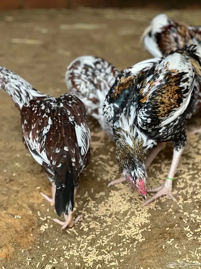 دجاج بكساتني سندي فولو 1