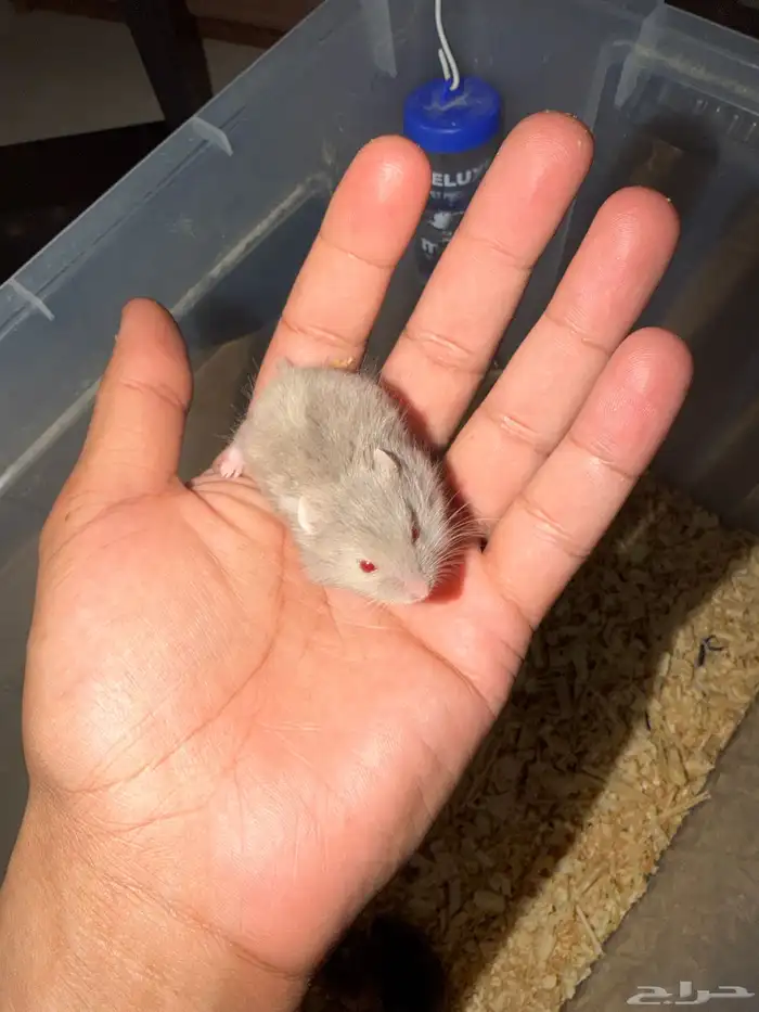 هامستر ب خمس ريال فقط 0