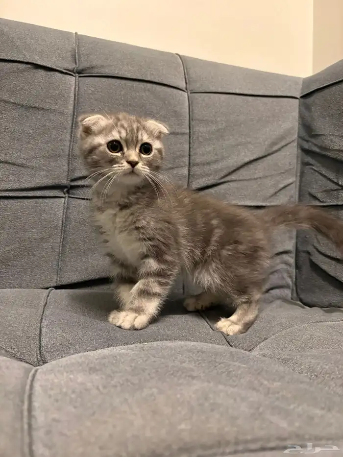 قطط سكوتش فولد للبيع 4