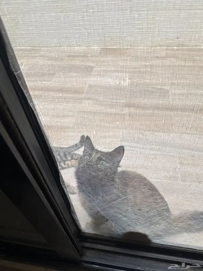 لتبني ام وبنتها والأم معها كرت تطعيم 1