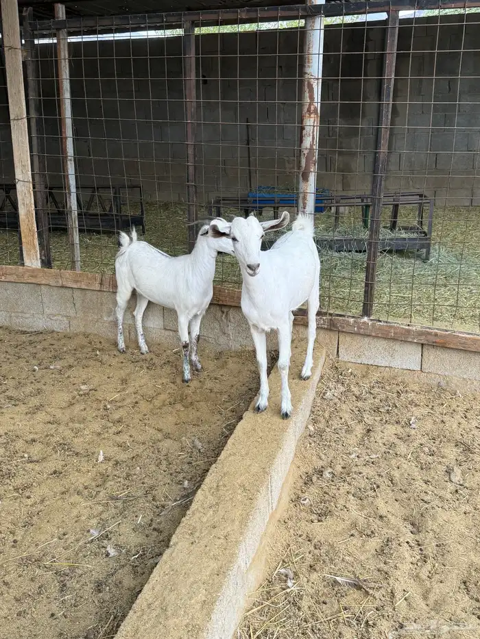 جفار على الشرط 18