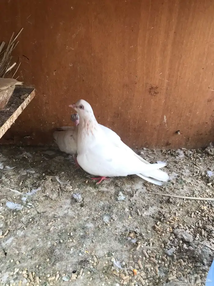 قلاب كوره الوان حلوه 19