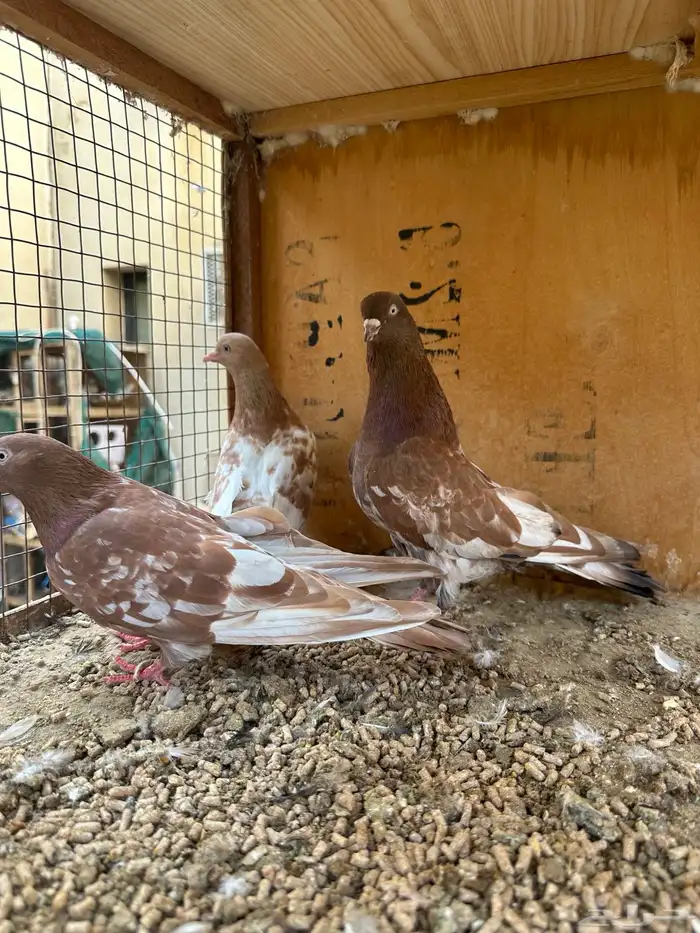 حمام هندي وقطائف 3