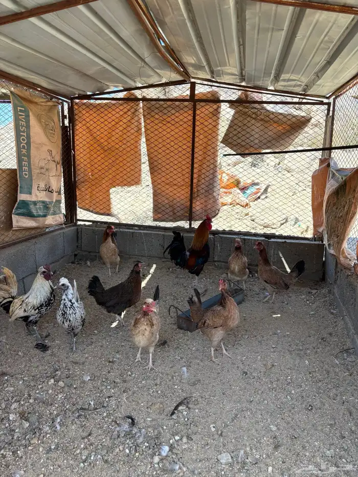 دجاج عربي افرق 5