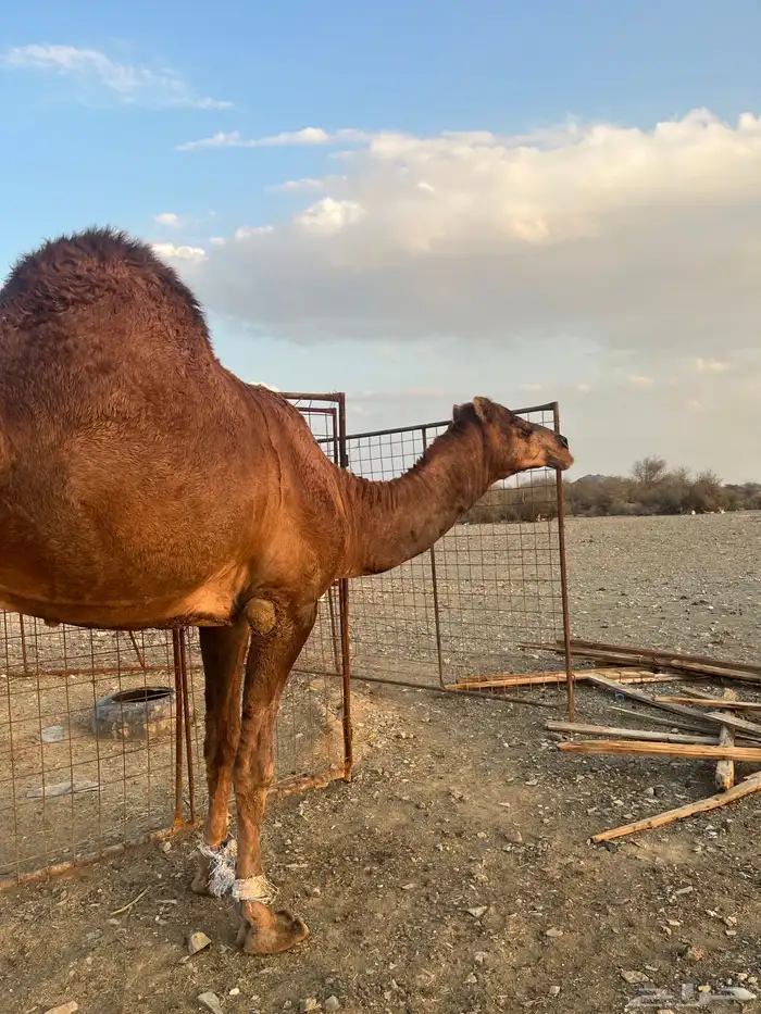 فحل احمر دم 13