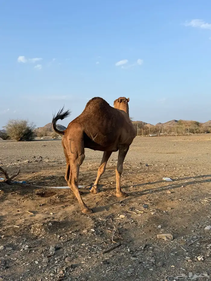 بعير حمر مشروط ضراب وعشار 7