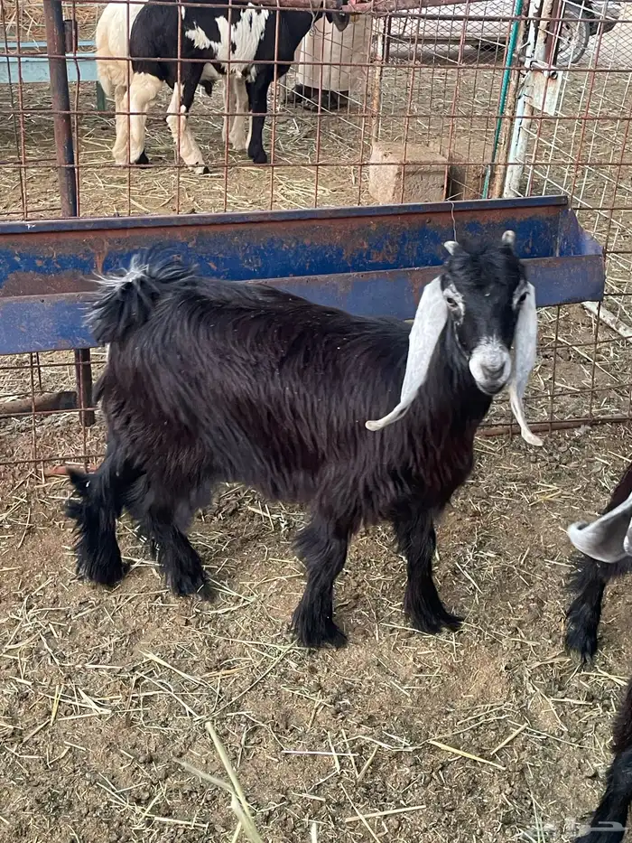 تيوس وجفرات 10