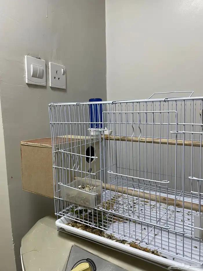 طيور روز ذكر وأنثى وألوان حلوة 2