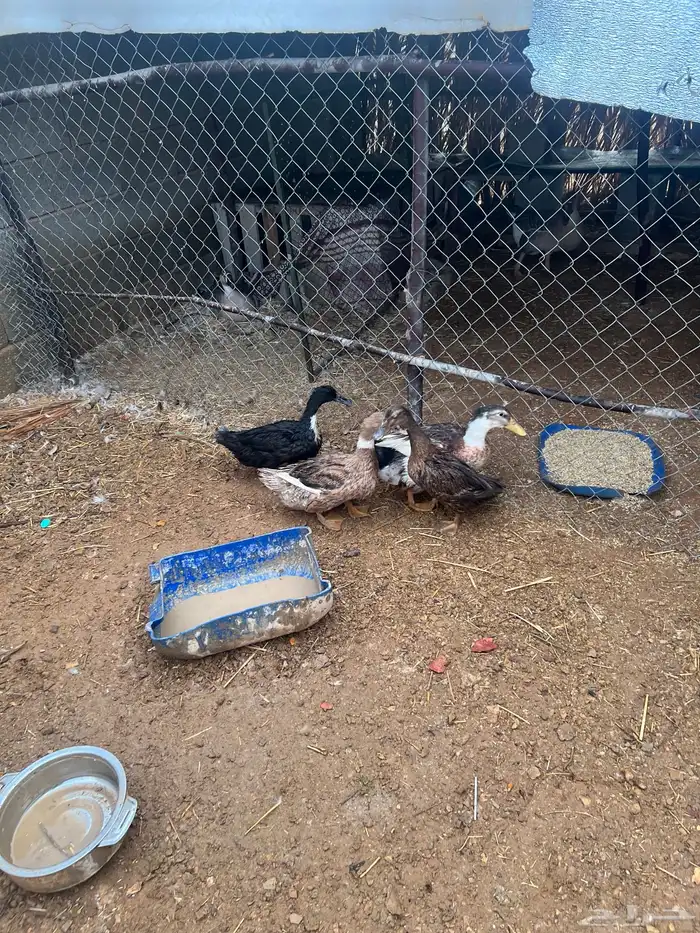 بط شرشري بياض 3