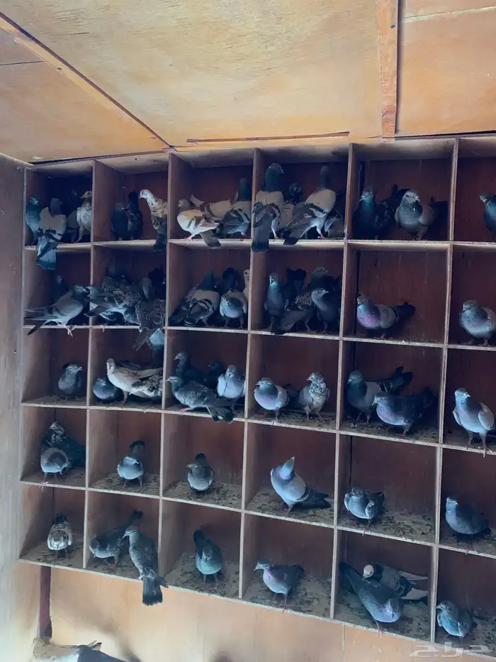 حمام طرح لأهل الصقور 1