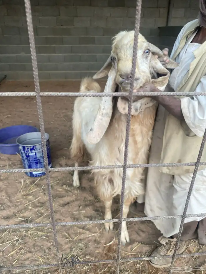 تيس فحل حار رباع مشروط على مل شي صحه وقريع وخراره 1