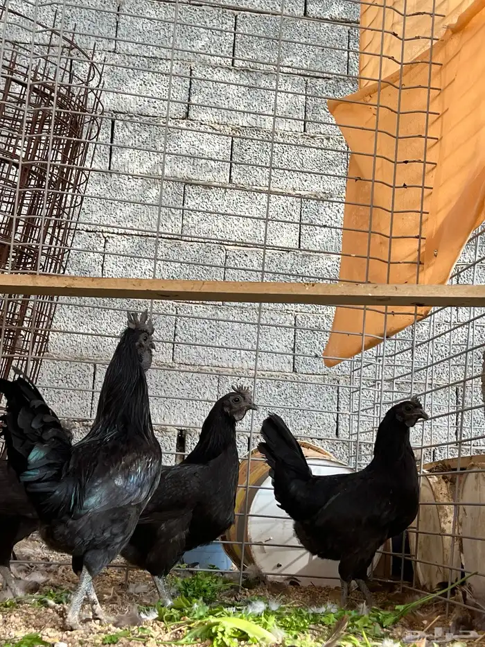 دجاج إندونيسي 1