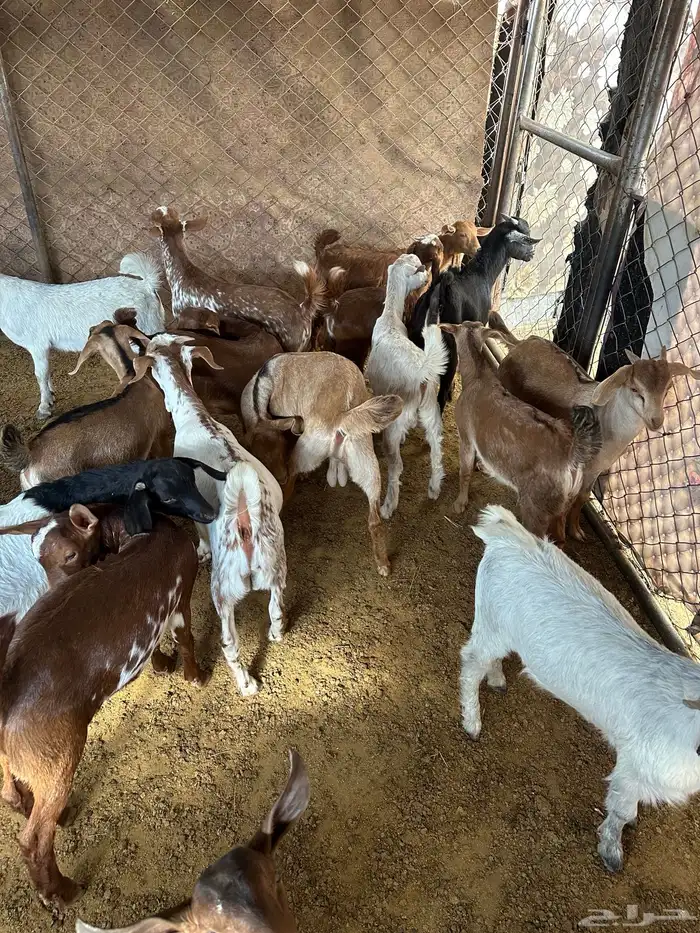 للبيع تيوس بلدي أعمارهم من شهرين ونص اللى ثلاثه ونص 3